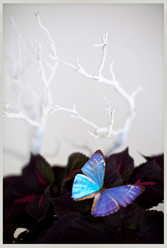 Still Life Butterfly 2