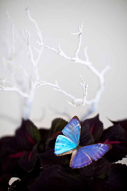 Still Life Butterfly 2