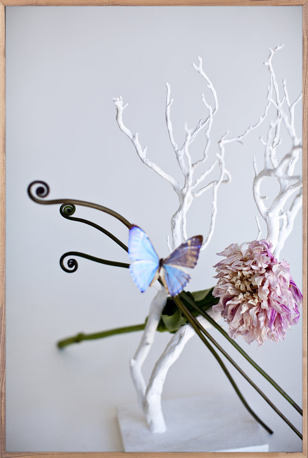 Still Life Butterfly 1