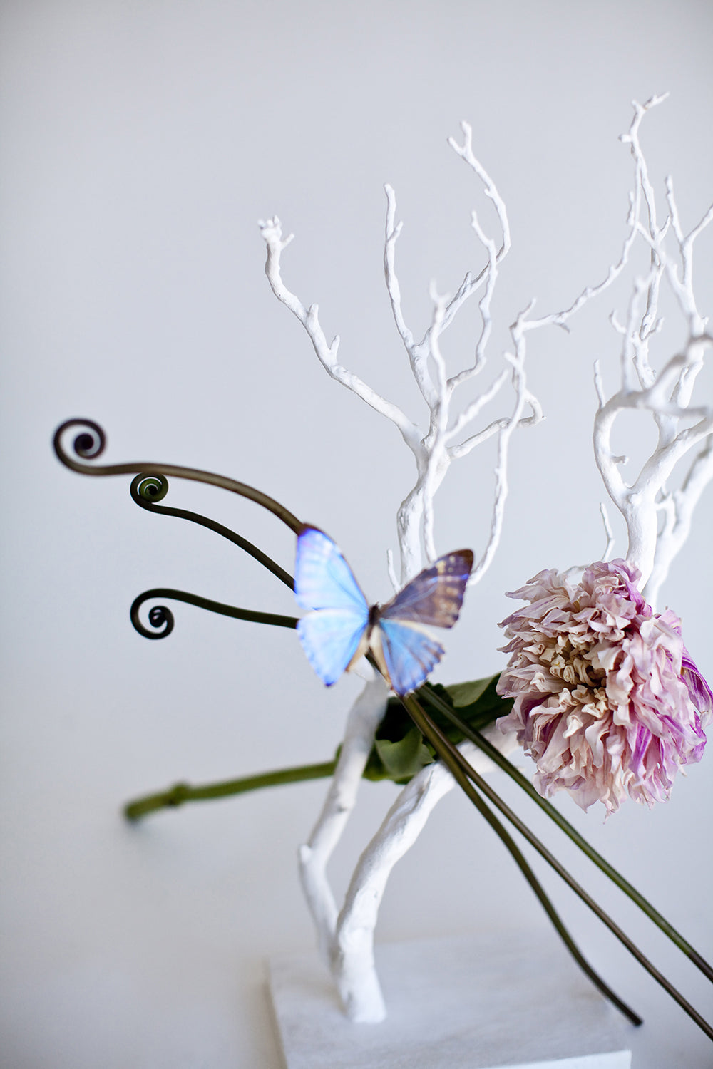 Still Life Butterfly 1