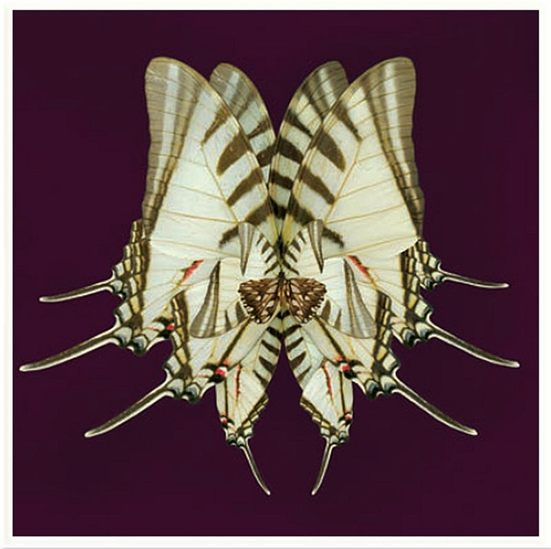 Morning Wings Plum Ice