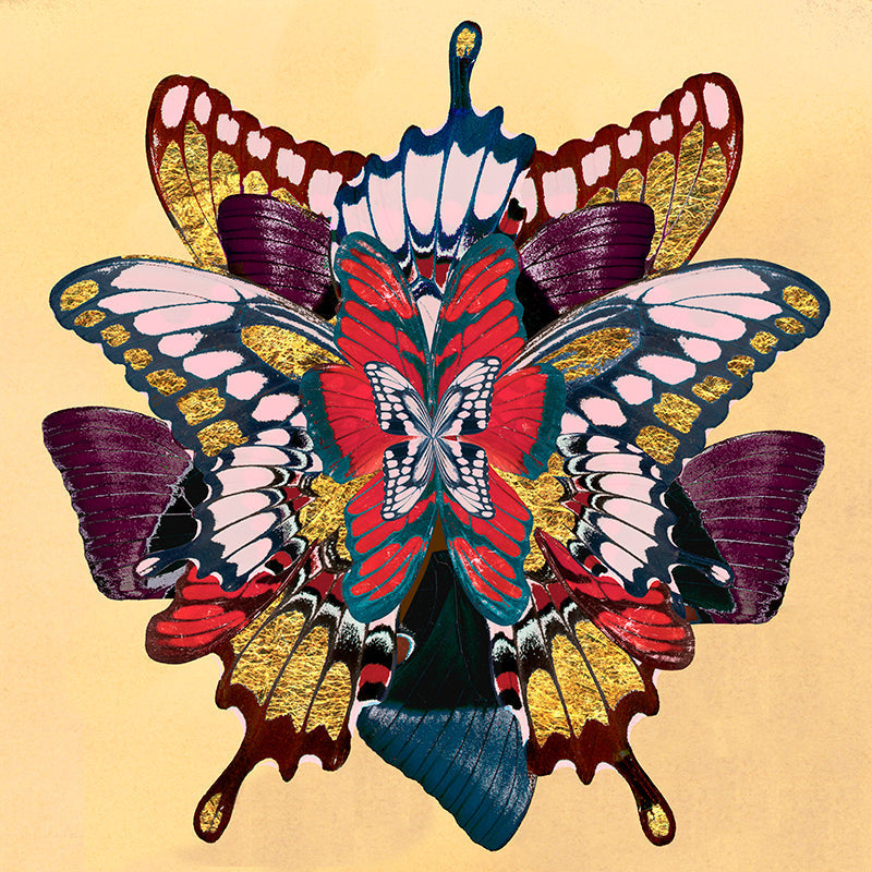 Midnight Wings Berry