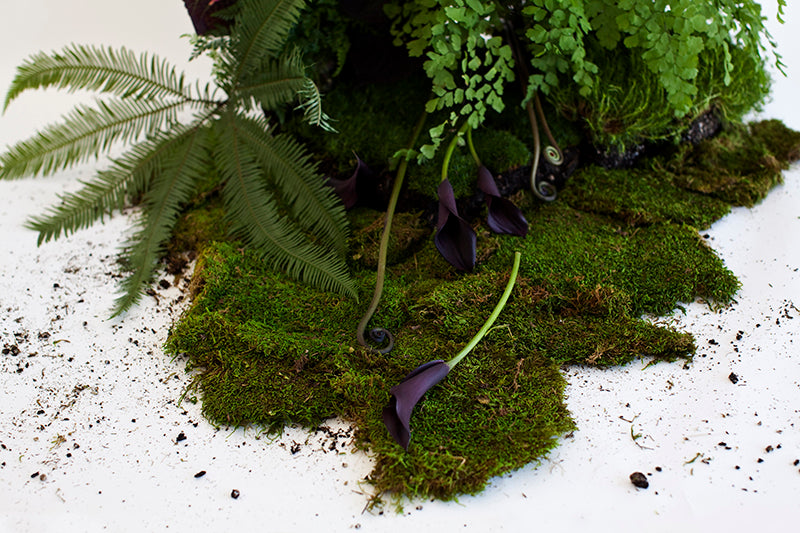 Still Life With Moss