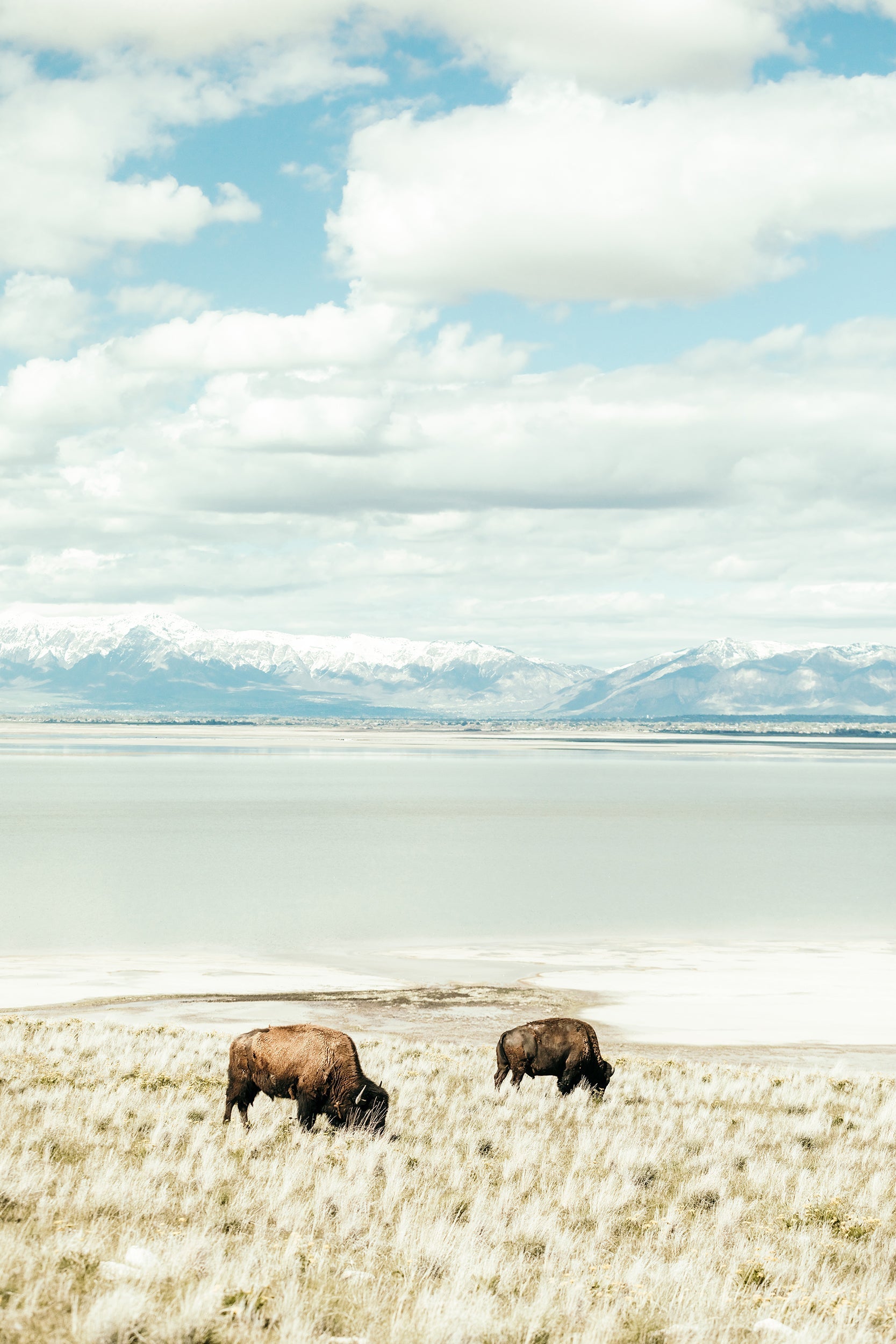 Antelope Island Brothers