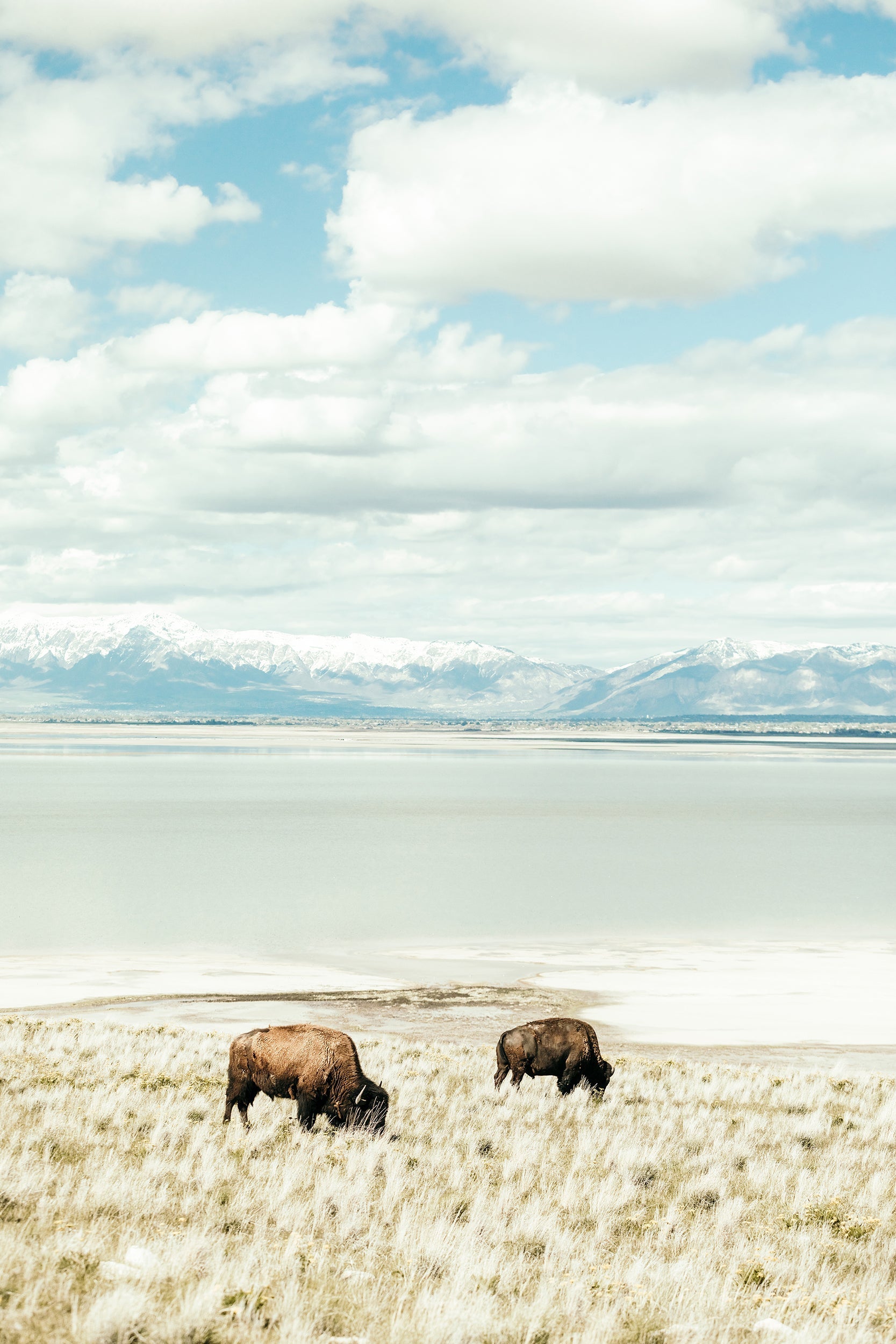 Antelope Island Brothers
