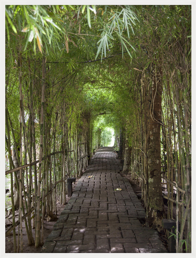 Bamboo Tunnel