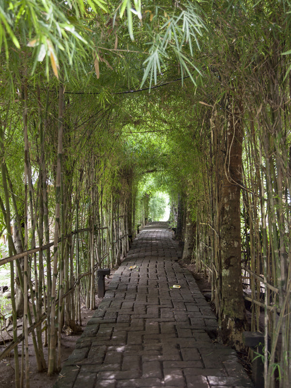 Bamboo Tunnel