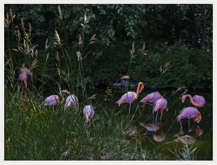 Flamingos