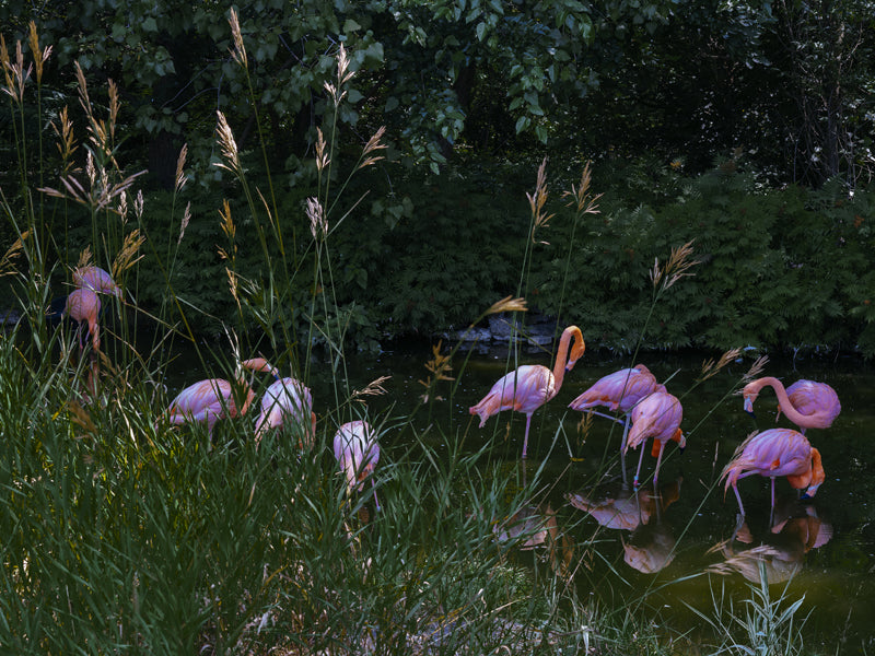 Flamingos