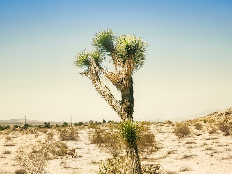 Glorious Joshua Tree