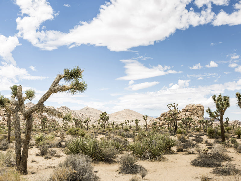 Happy Joshua Tree