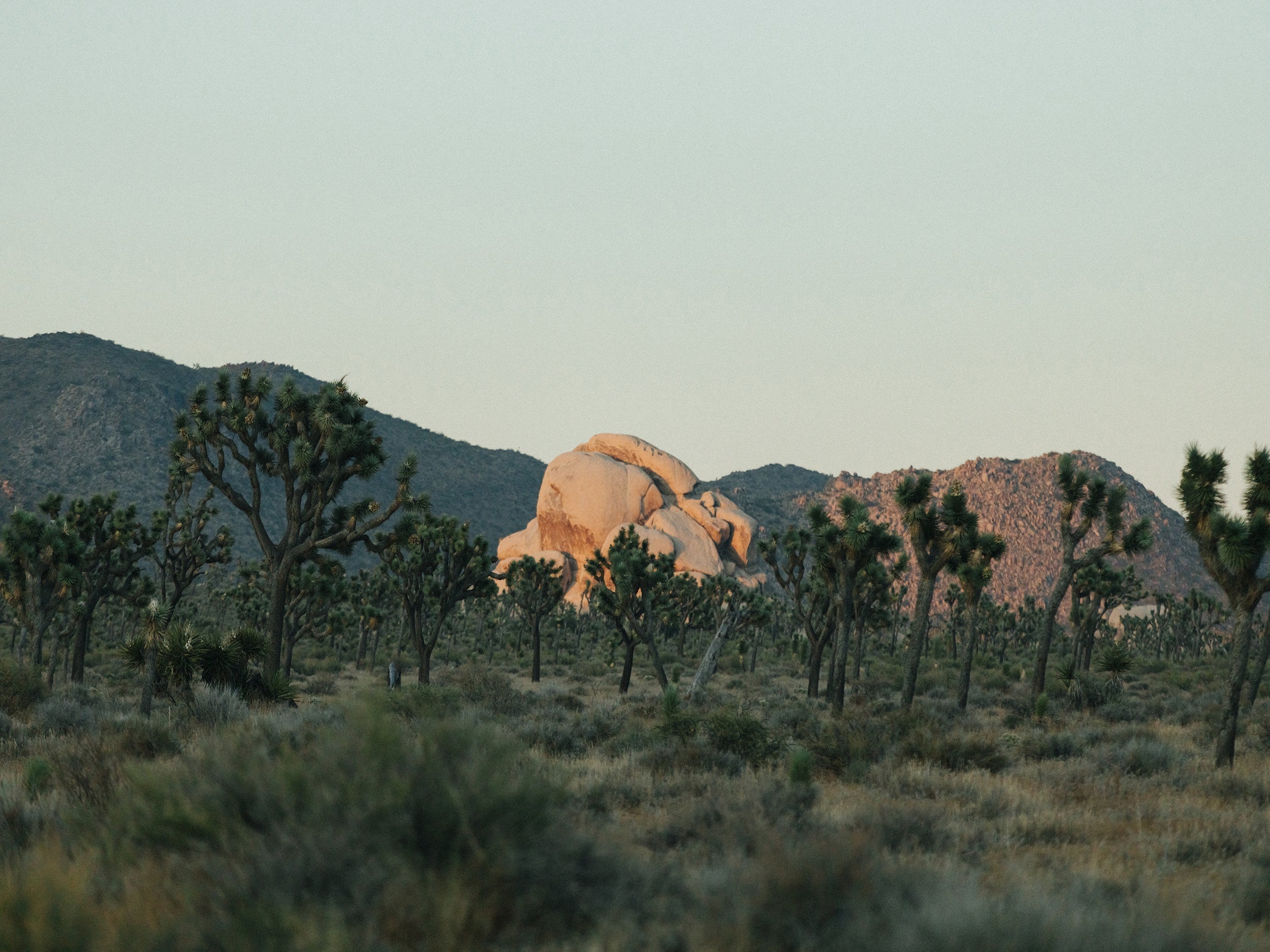 Joshua Tree Last Light
