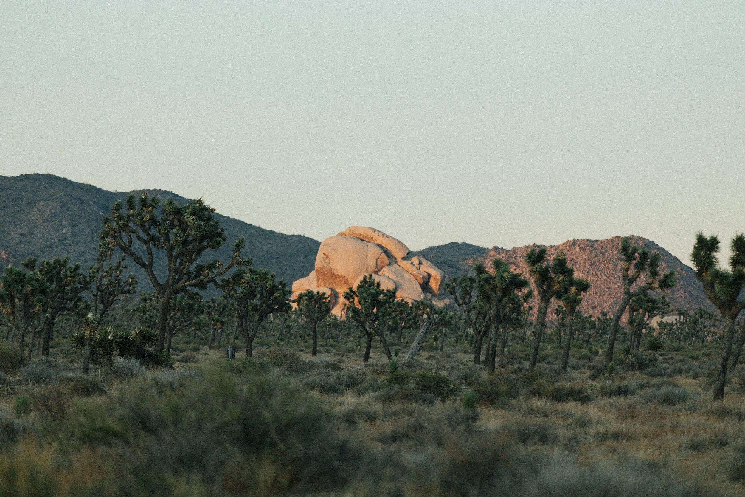 Joshua Tree Last Light