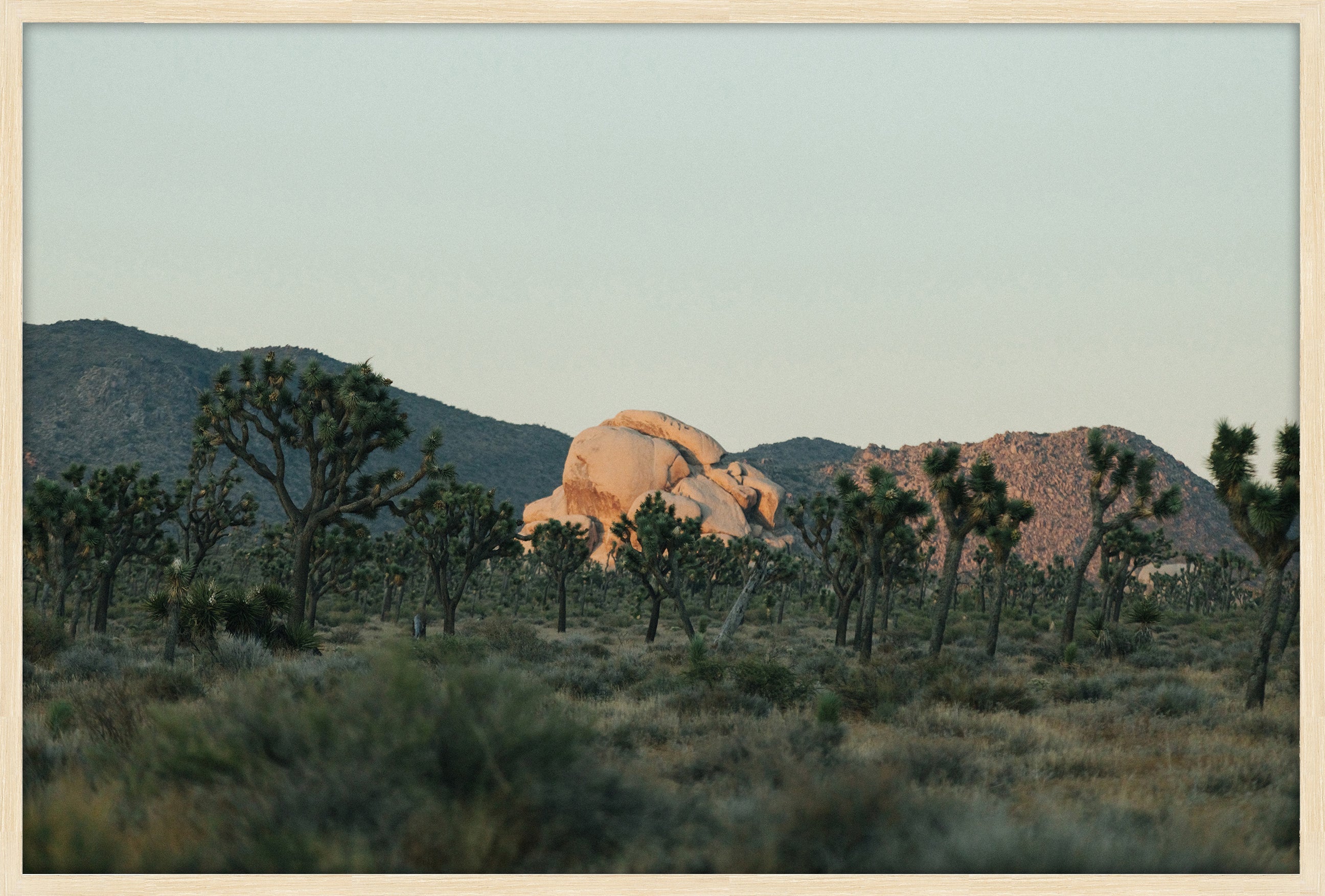 Joshua Tree Last Light