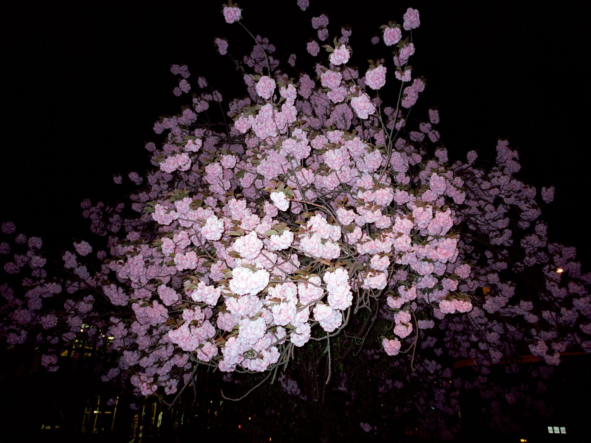 Lilac In the Night