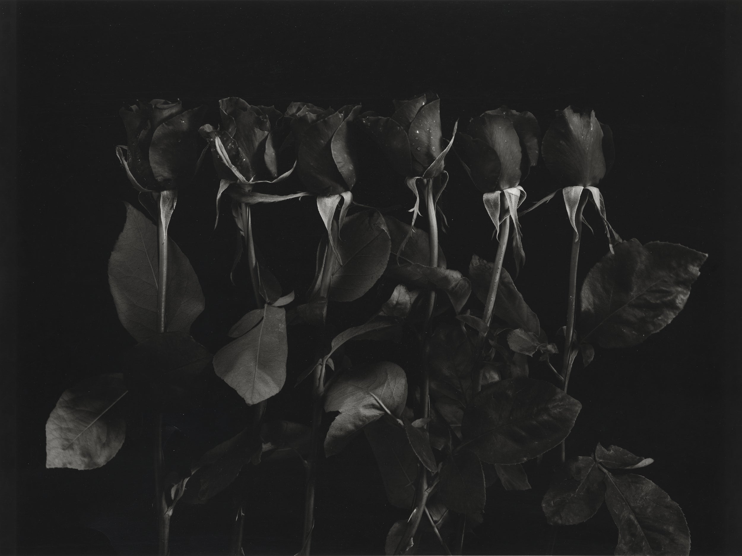 Red Roses in Black and White