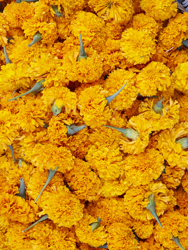 Ubud Marigolds