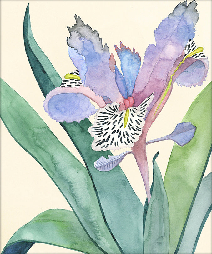 Wild Iris