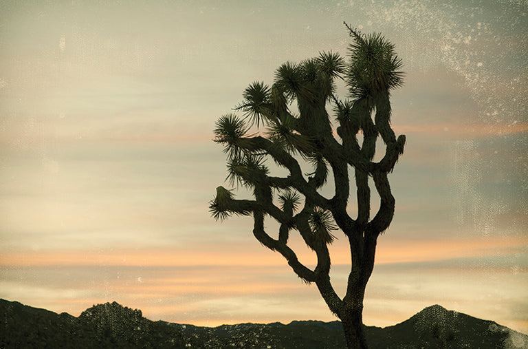 Antique Yucca Sunset