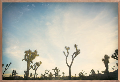 Antique Yucca 7