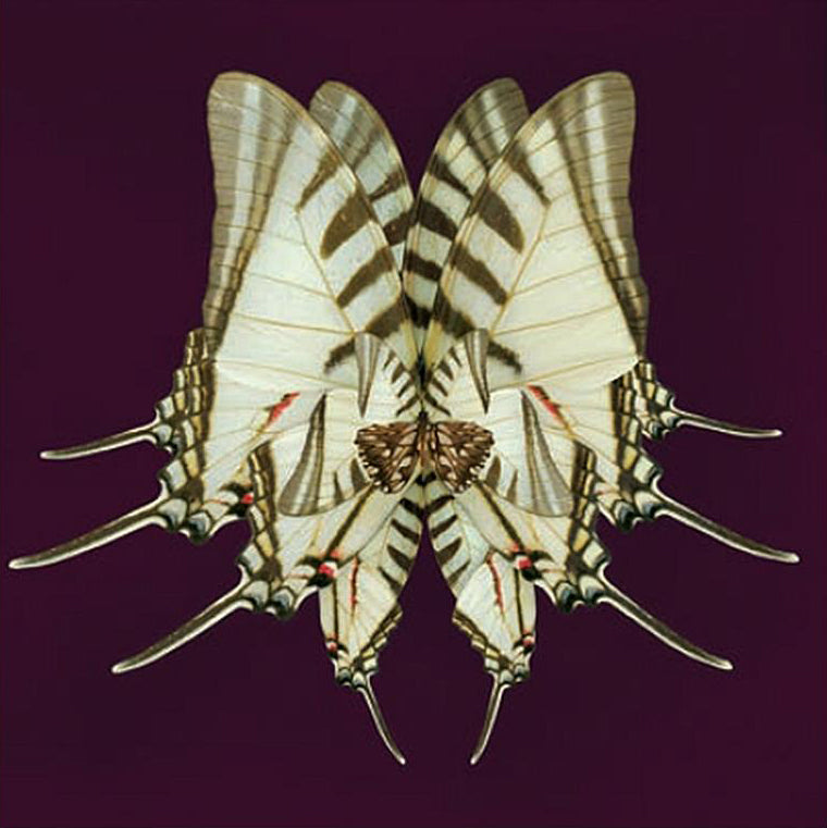 Morning Wings Plum Ice