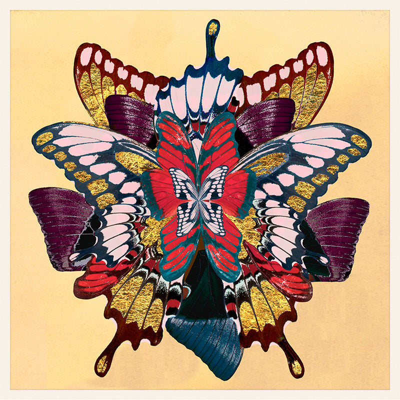 Midnight Wings Berry