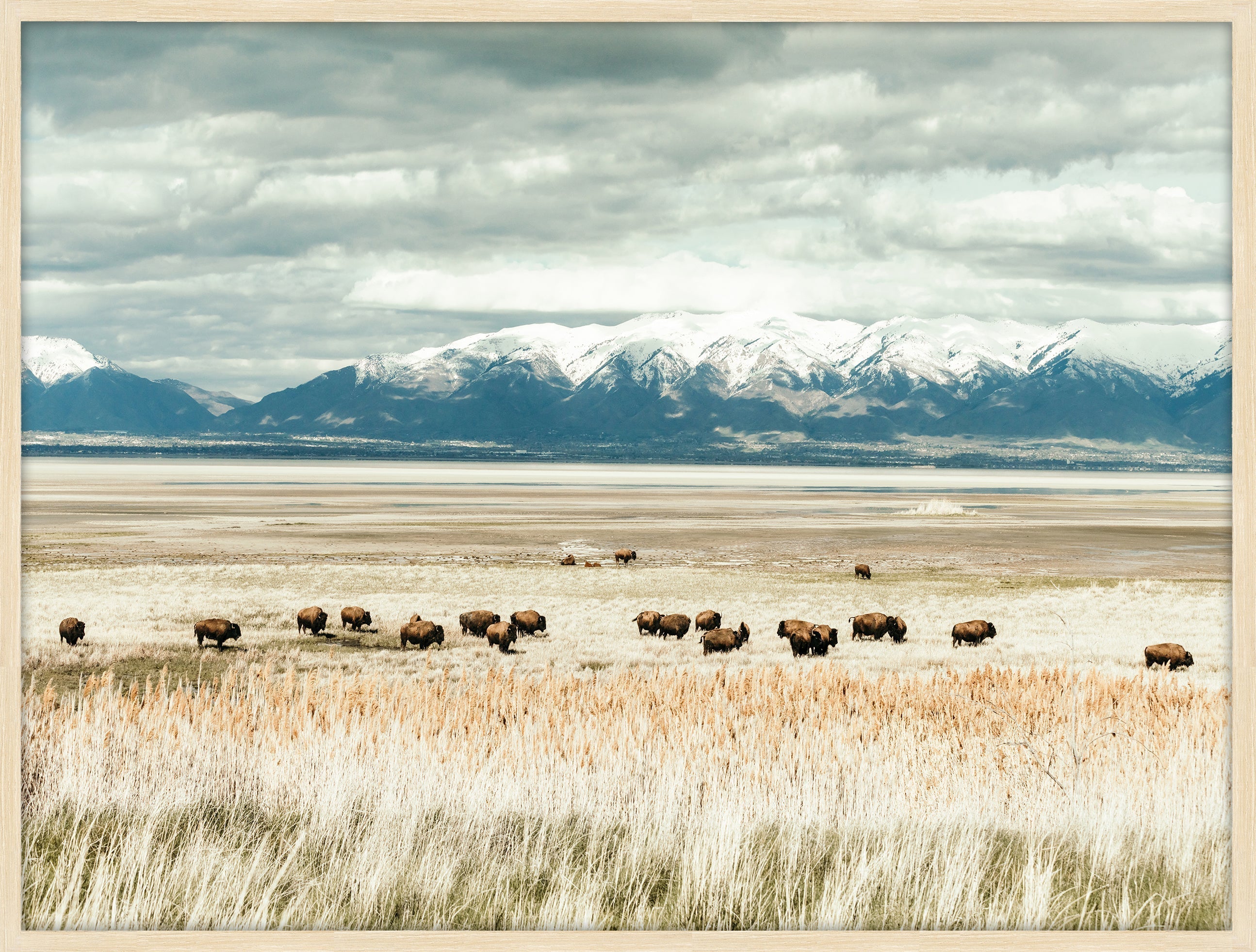 Antelope Island Herd