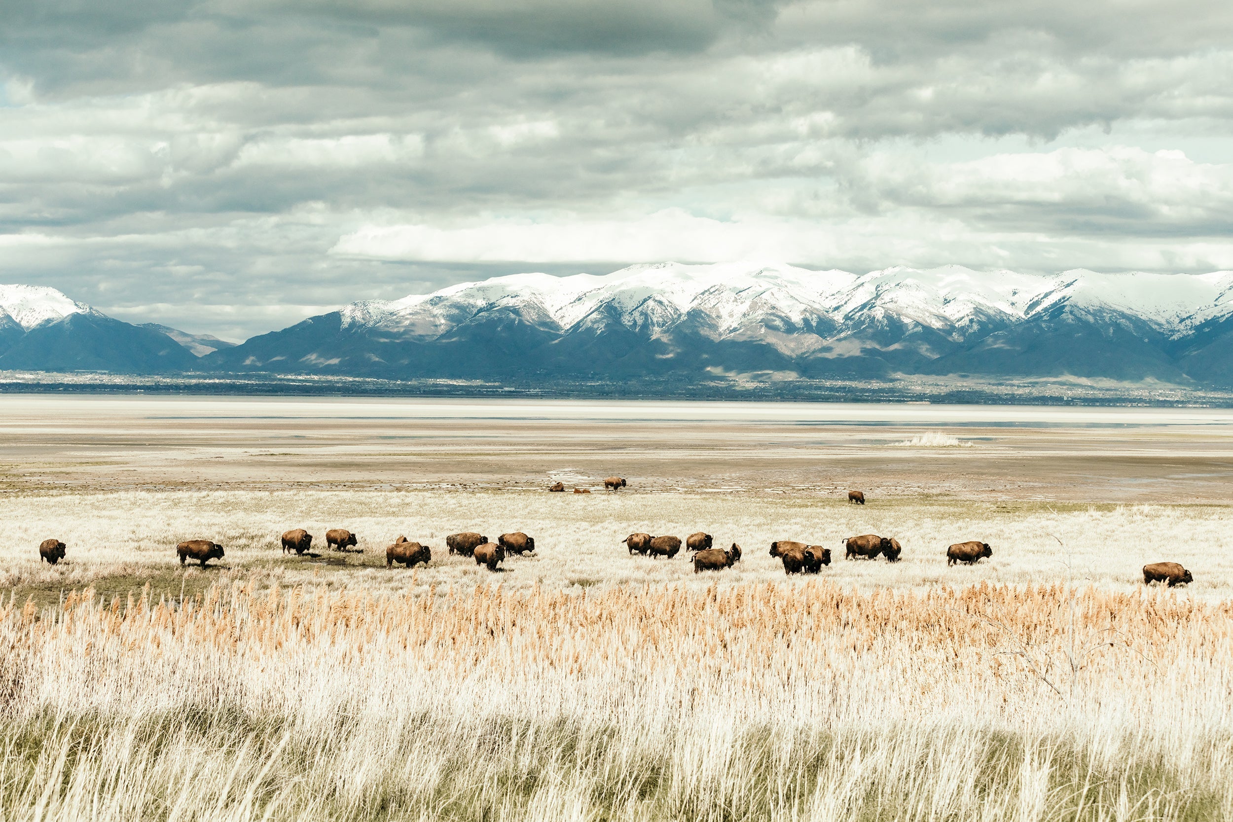 Antelope Island Herd