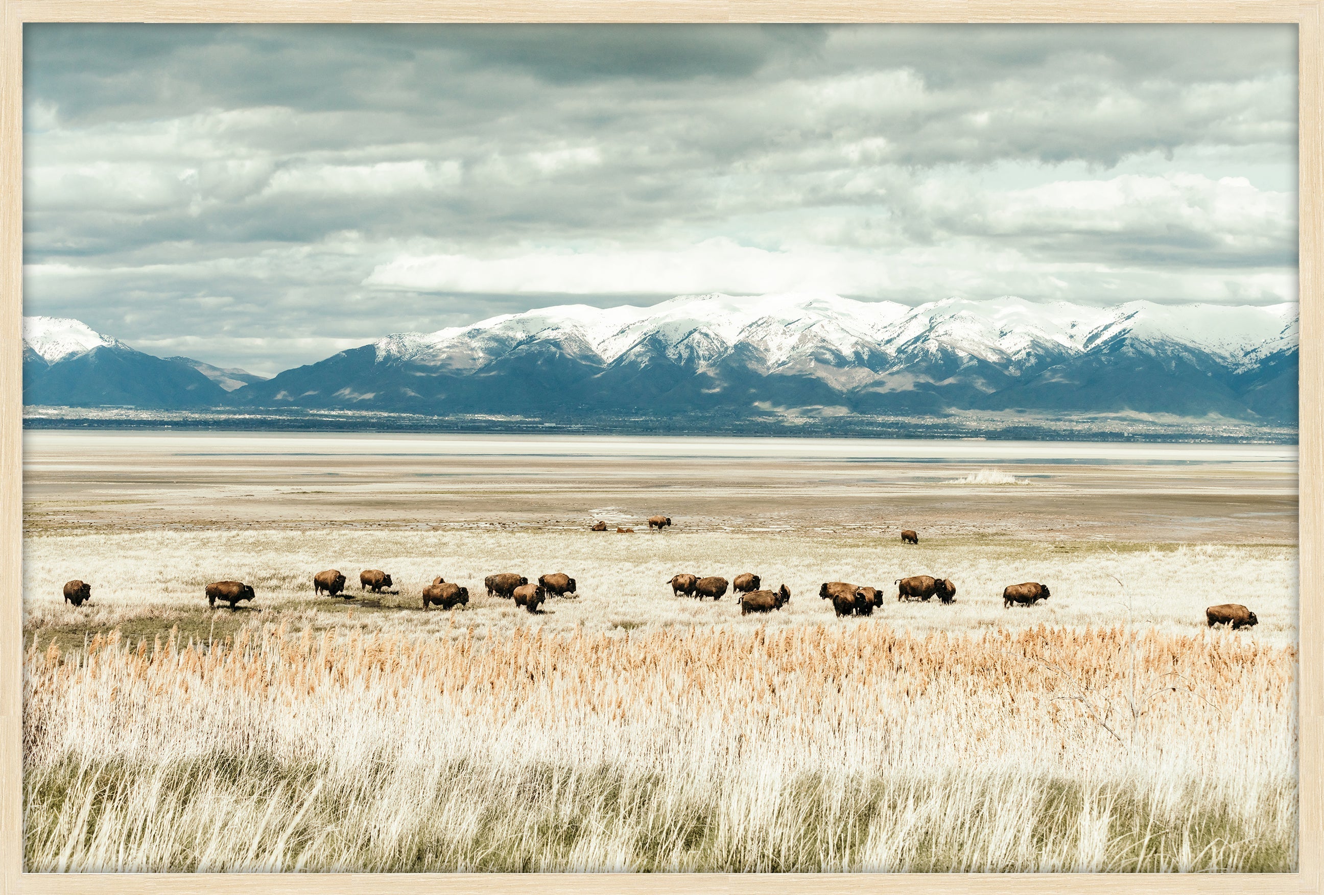 Antelope Island Herd