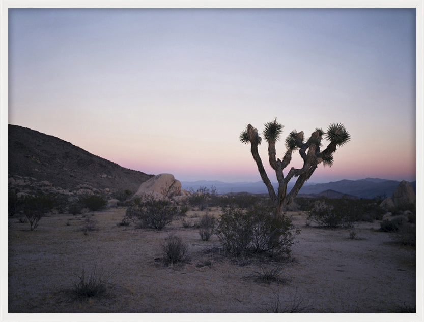 Dusk Joshua Tree