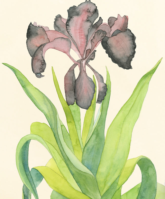 Inky Iris