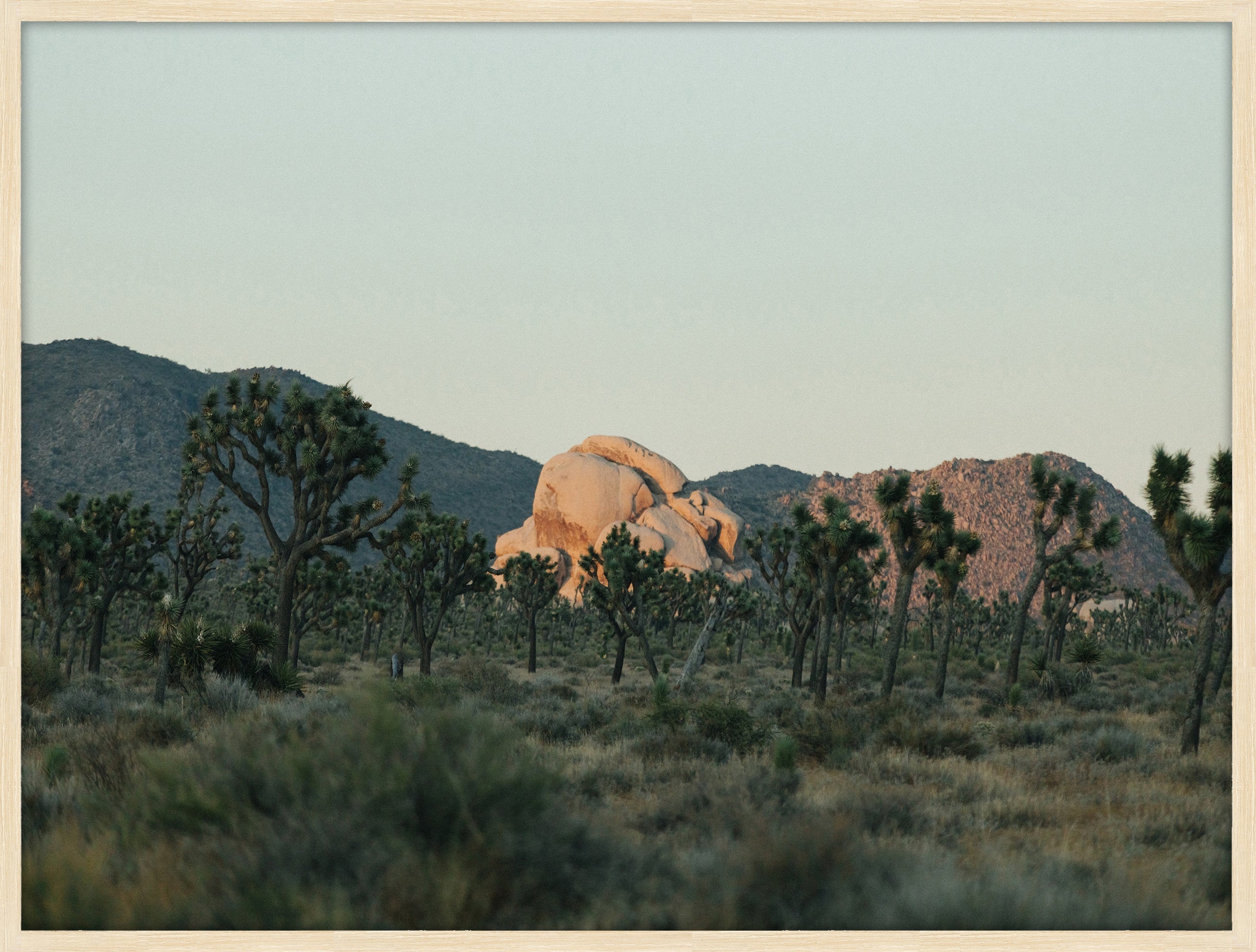 Joshua Tree Last Light