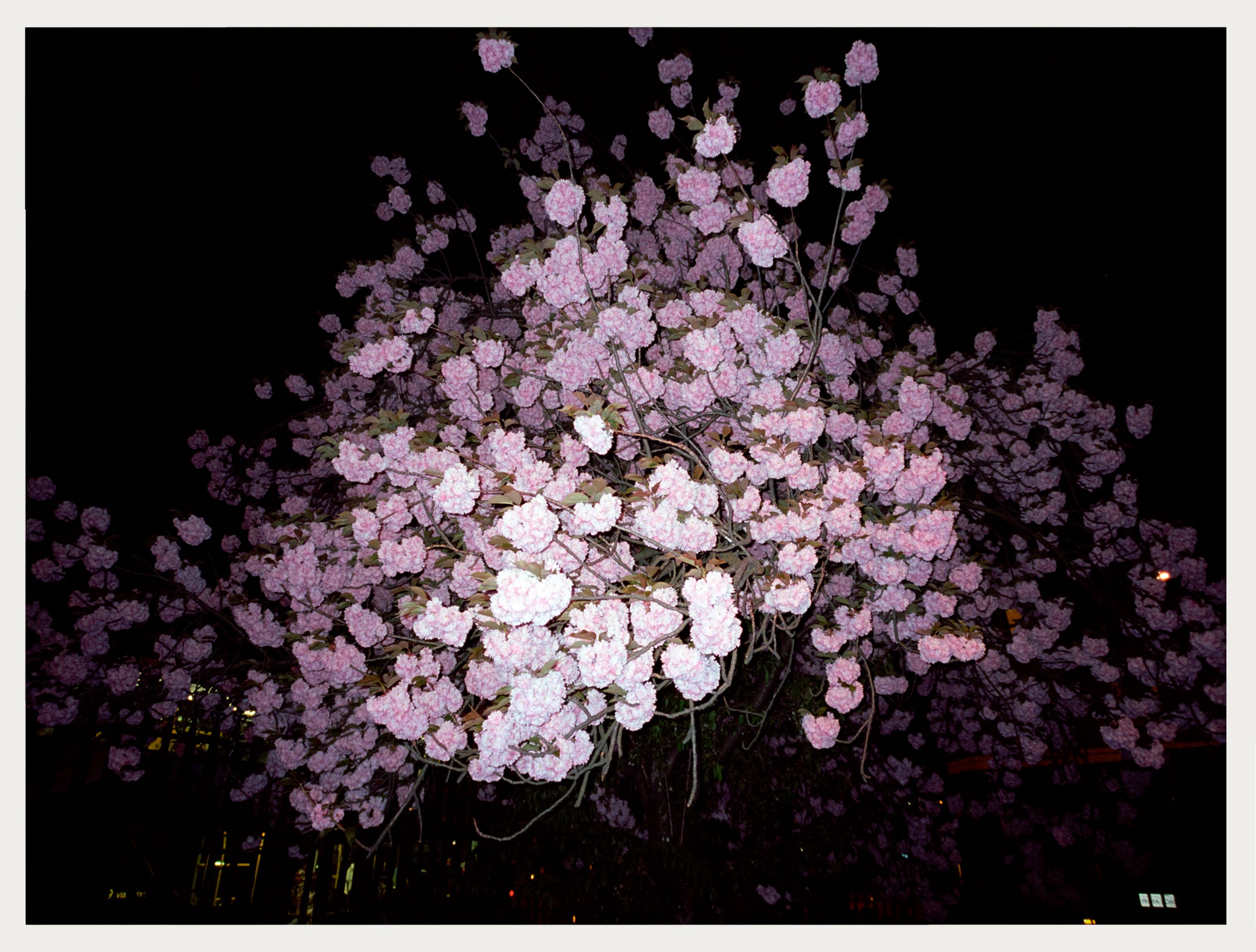 Lilac In the Night