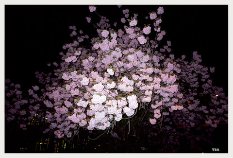 Lilac In the Night