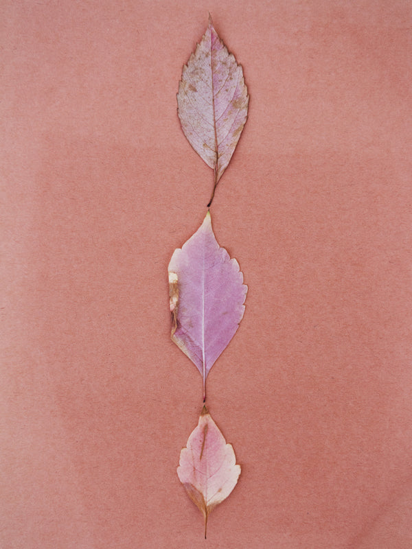 Pink Leaves