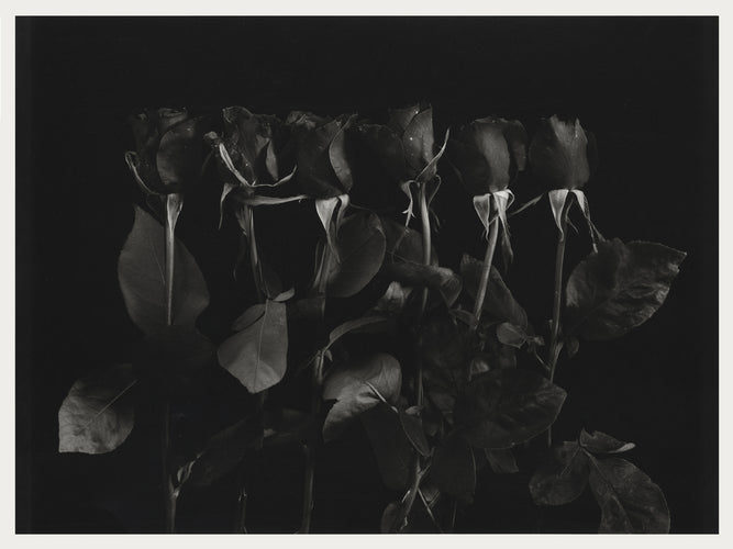 Red Roses in Black and White