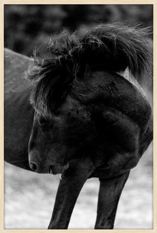 Spectacular Mane