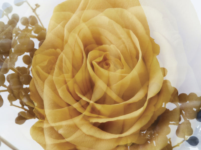 Yellow Rose