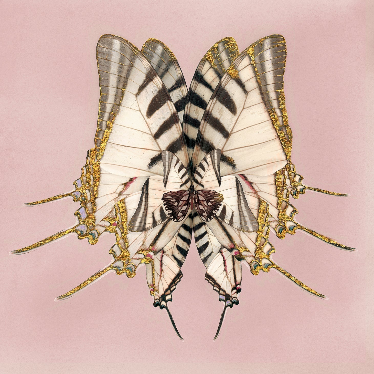 Morning Wings: Pink Sheen