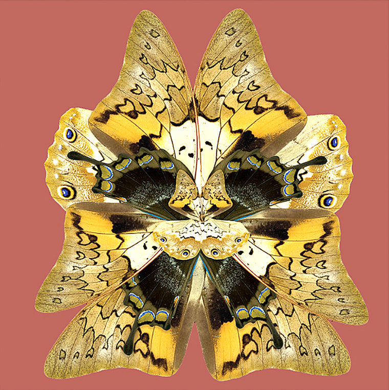 Dusk Wings: Terracotta