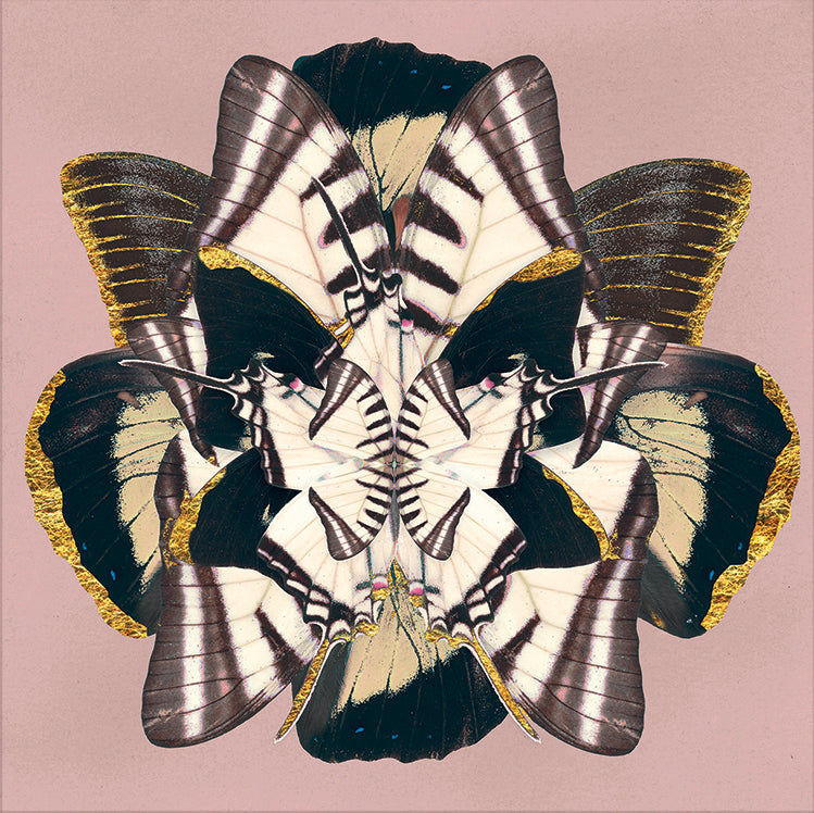 Winter Wings: Pink Sheen