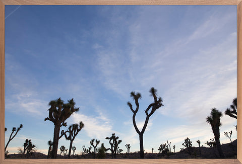 Joshua Tree