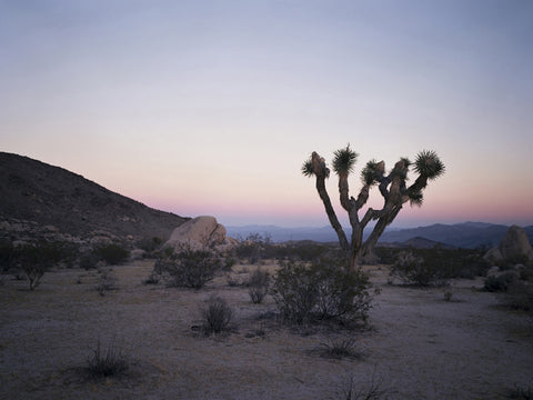 Dusk Joshua Tree