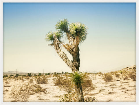 Glorious Joshua Tree