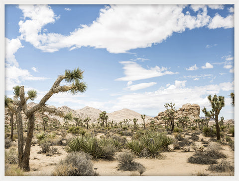 Happy Joshua Tree