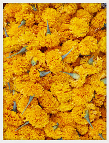 Ubud Marigolds