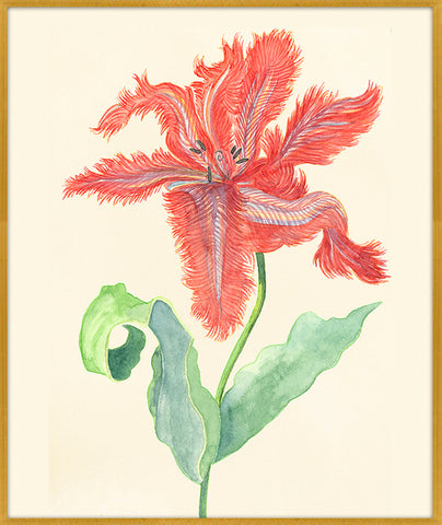 Vermillion Lily