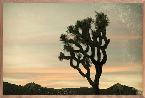 Antique Yucca Sunset